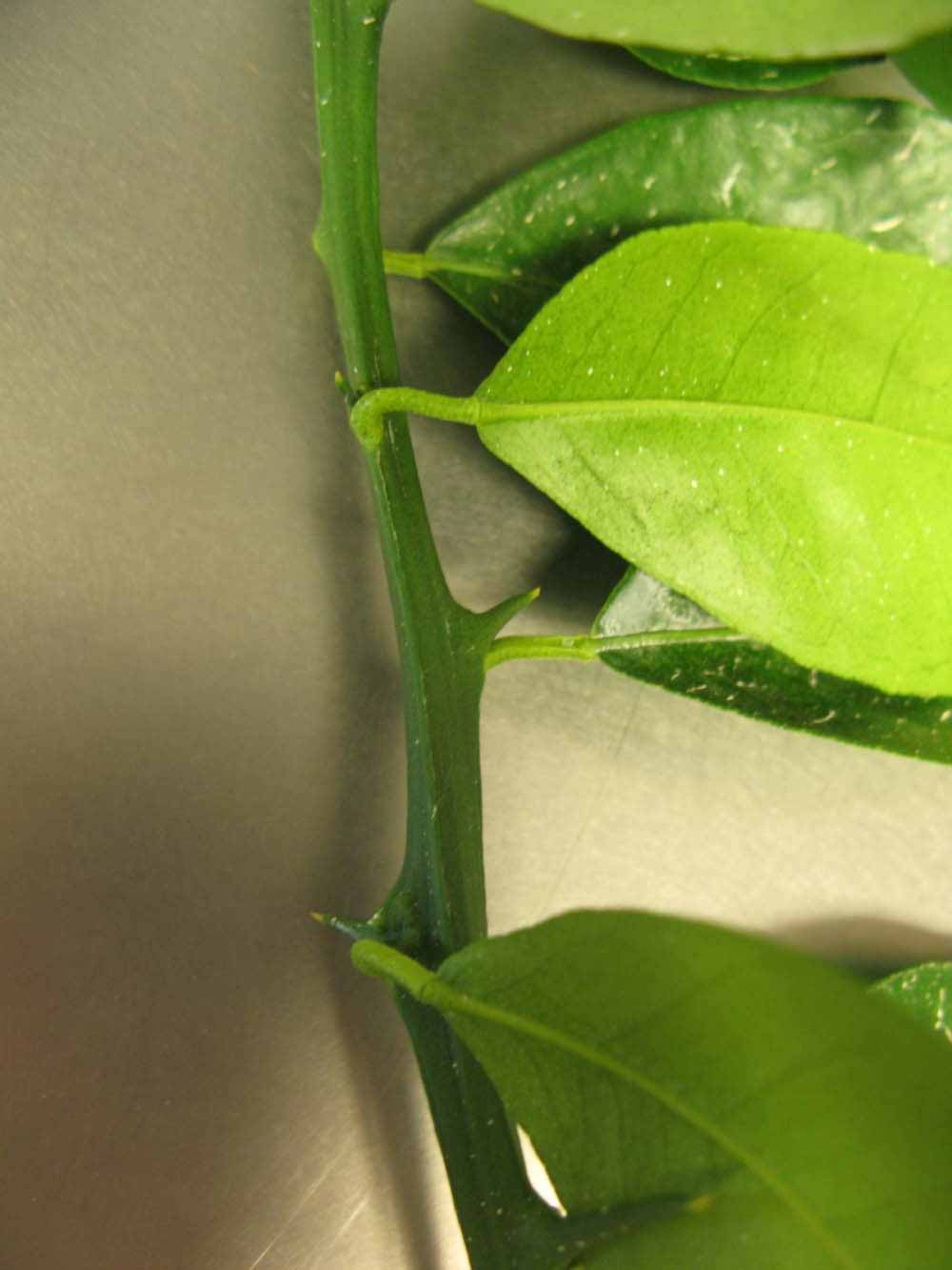              First year twig (Chiefland, FL)       